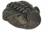 Wide, Enrolled Eldredgeops Trilobite - Ohio #113303-3